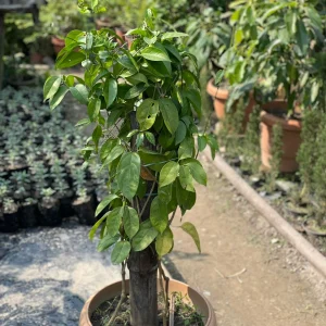 Garlic Vine/ Lasunia/ Shiba lata