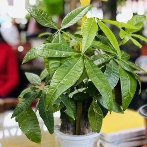 Money Tree