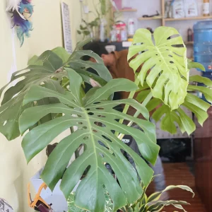 Monstera big