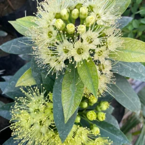1 st love flower plant