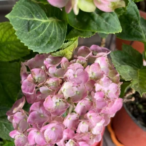 Hydrengia/Hansaraj/Neelkamal