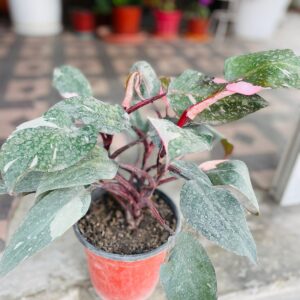 Philodendron pink mix varigated