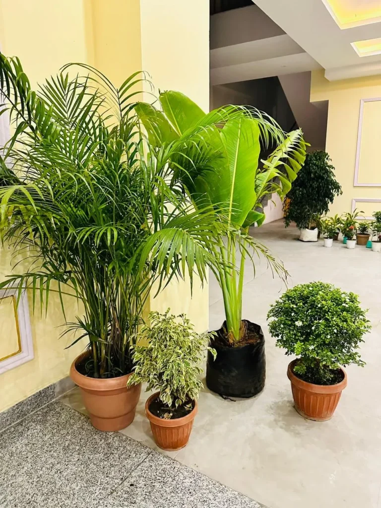 hall decoration at soaltee hotel itahari by pashupati nursery 2080