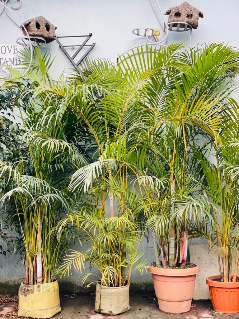areka palm