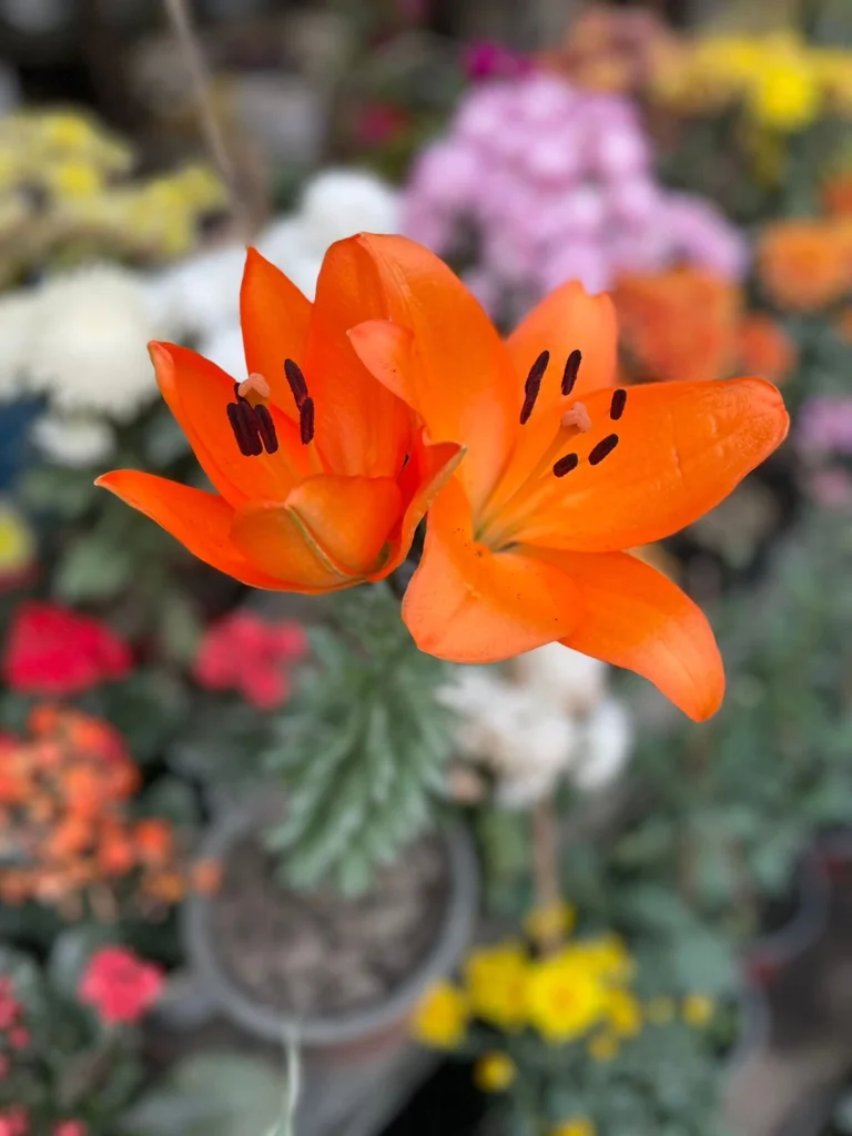 Lilium flower