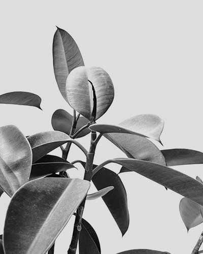 bambo plant - Image 4