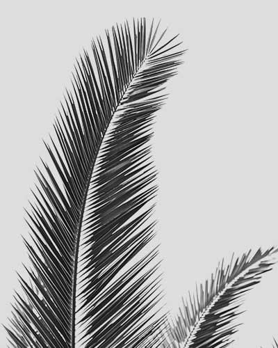 bambo plant - Image 2