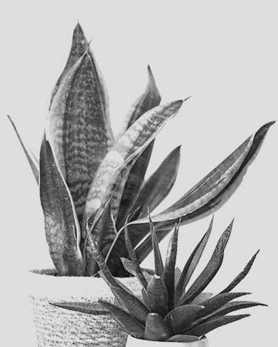 bambo plant - Image 3