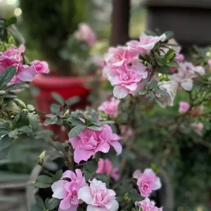 Ajelia